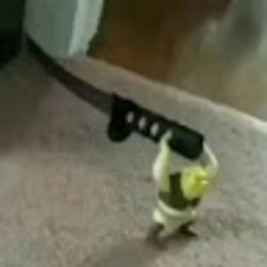 Meet your Posher, Ava